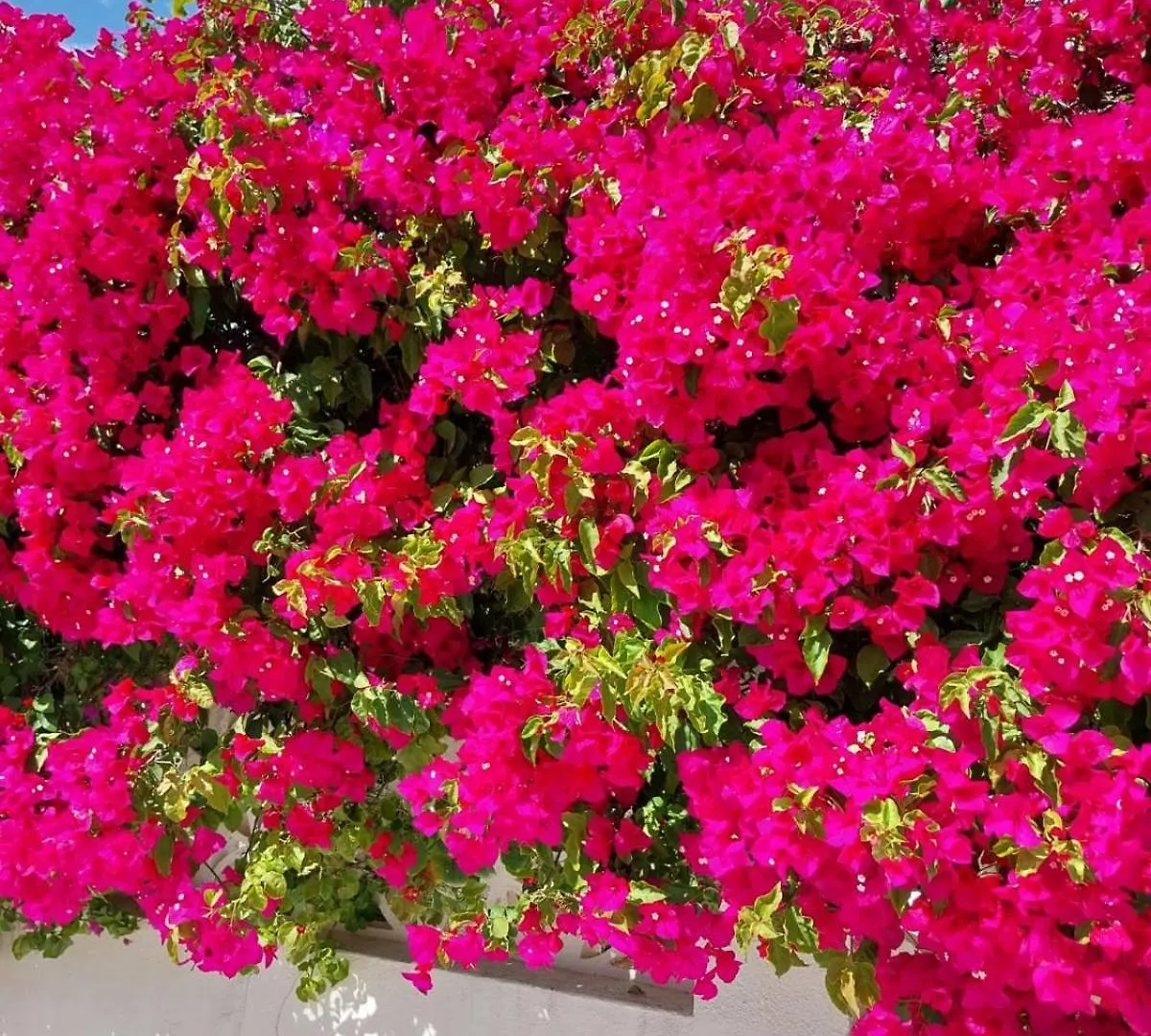 Villa El Salam Campo Mijas Fuengirola 0*,